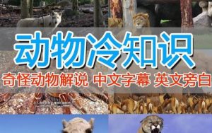 外面卖1699的国外纪录片解说(动物解说、美食、动画片)稳过中视频-网赚项目众筹网